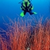 seawhip_kj_v_0705_png0002.jpg